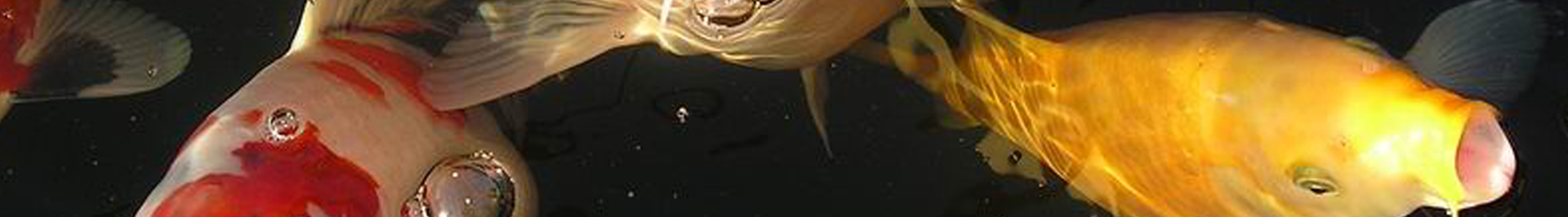 Hungry garden pond fish.