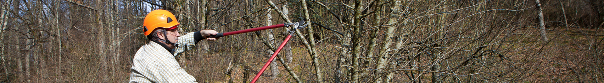 Gardener pruning a tree in the winter.