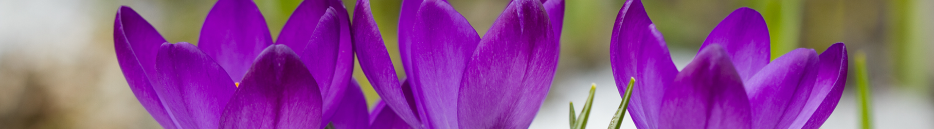Purple winter Crocus plants flowering on a frosty day.
