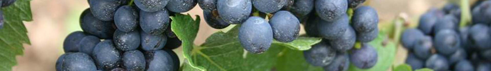 Bunch of purple grapes ripe for harvesting.