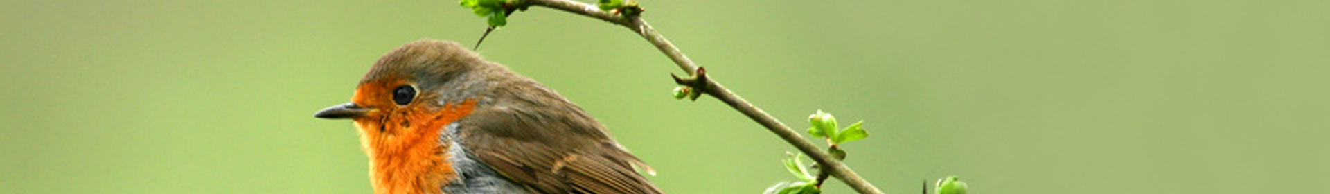 Hungry Robin sitting on a tree branch in winter.