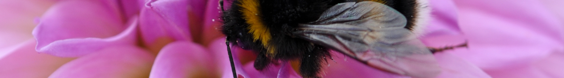 Bumble bee sitting on a Hydrangea flower.