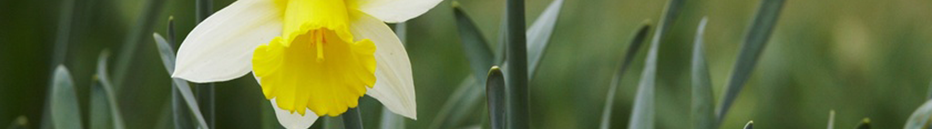 Spring flowering yellow Daffodil.