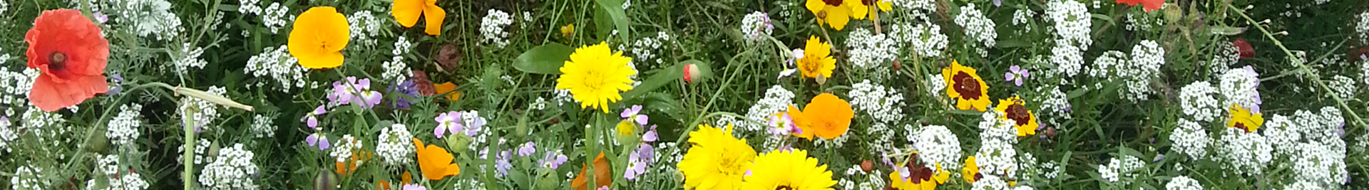 Mixed summer wild flowers.