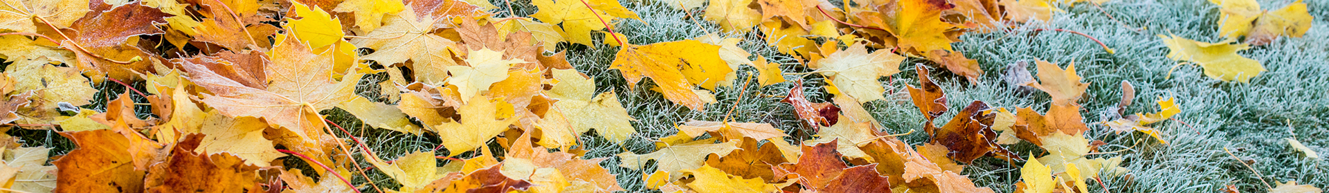 Fallen autumn leaves on frosty grass.