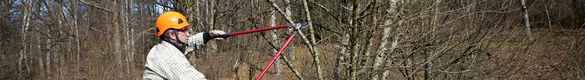 Gardener learning seasonal pruning skills.