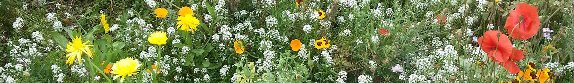 Wildflowers