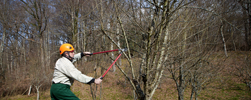 Qualified gardener pruning a small tree