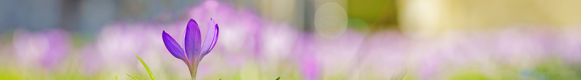 A single crocus representing spring growth as a symbol of membership which unites self employed gardeners